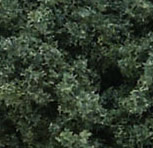 Dark Green Clump Foliage (Small Bag)