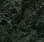 Dk Green Lichen