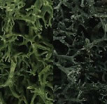 Dk Green Mix Lichen