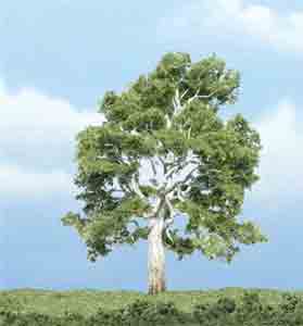 4" Sycamore Tree (1)