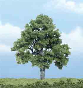 4" Beech Tree (1)