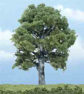 5" Oak Tree (1)