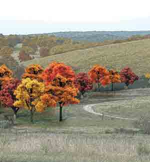 3/4"-2" Fall Deciduous Trees (38)