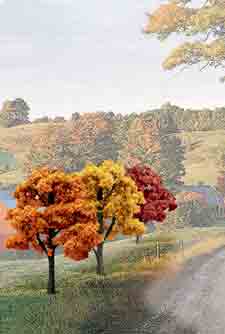 3"-5" Fall Deciduous Trees (14)