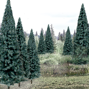 4"- 6" Blue Spruce (13)