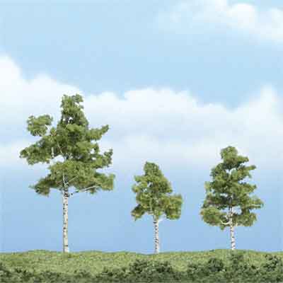 1 1/2-3" Paper Birch Trees (3)
