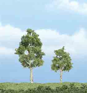 3 - 3" Aspen Trees (2)