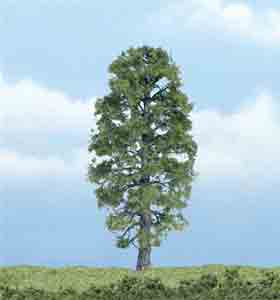 4" Basswood Tree (1)