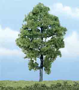 5" Hickory Tree (1)