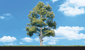 1-1/4"-2" Waters Edge Tree (5 pce)