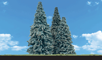 3-1/2"-5-1/2" Blue Needle Trees (4pce)